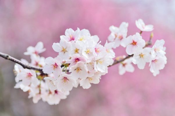 桜の花